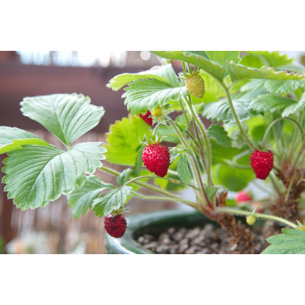 SUM77 Sumin Fertilizer for Strawberries, Wild Strawberries, Raspberries, and Blackberries, Optimal Formula, 1 kg