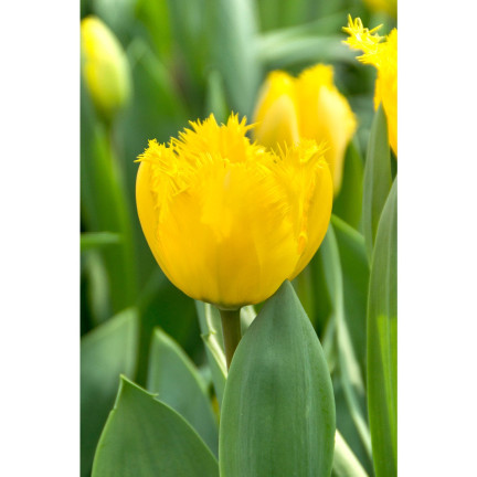 CEB3 TULIP CRYSTAL STAR BLUMENZWIEBEL 50 STÜCK.