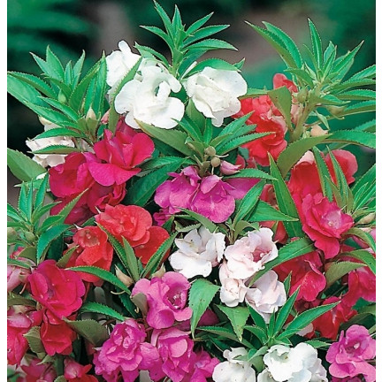 R1132 BALSAMIN KAMELIE ZWERG SAMEN BETT TOPF PASTELL BLUMEN