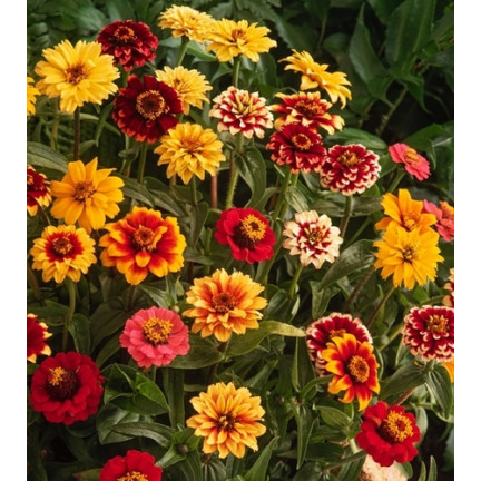 R2069 CYNIA PERSKA NASIONA MIX WIELOBARWNE PEŁNE RABATY KWIETNIKI na KWIATY CIĘTE