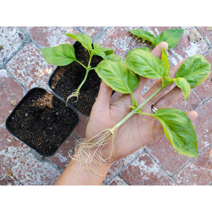 SUM28 SUMIN Multiroots Bewurzelungsmittel für Stecklinge und Zwiebeln von Zierpflanzen 100 ml