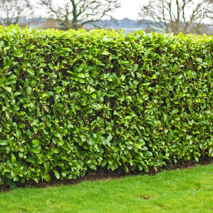 SUM76 Fertilizer for cherry laurel, multi-component fertilizer for shrubs and hedges, 1 kg