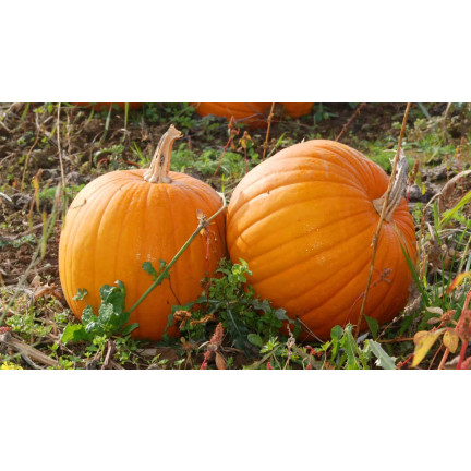 W1038 DÝNĚ GOLIAS CUCURBITA MAXIMA SEMENA PLODY DÝNĚ DO 30KG 4G