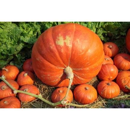 W1038 DÝNĚ GOLIAS CUCURBITA MAXIMA SEMENA PLODY DÝNĚ DO 30KG 4G