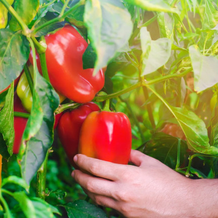 W1135 KALIFORNIEN WUNDER ROTE SÜSSE SALATPAPRIKA SAMEN 0.5G