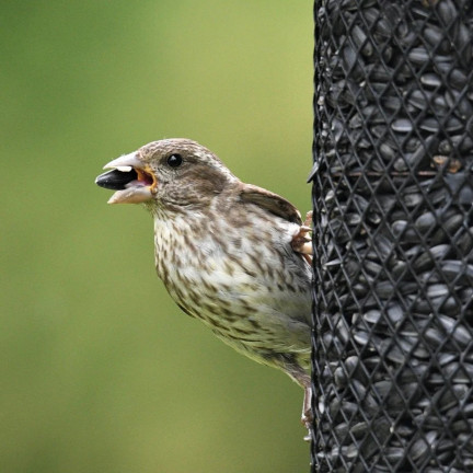 TUR5 ČERNÁ SLUNEČNICOVÁ SEMENA ZIMNÍ SMĚS PRO PTÁKY 1KG