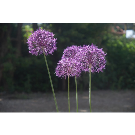 CEB23 CEBULKI KWIATÓW PURPLE RAIN CZOSNEK OZDOBNY