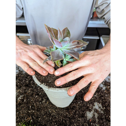 BIO10 ZEMINA PRO KAKTUSY A SUKULENTY ALOE VERA PROPUSTNÁ 5L