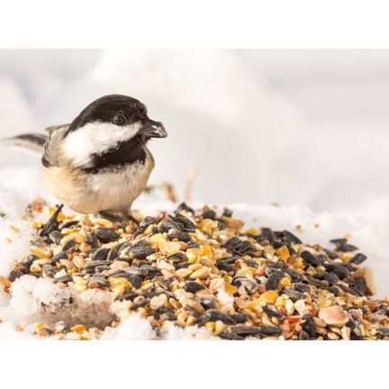 Wildvogelmischung, Ganzjahresfutter, Getreidekörner, Turdus 1kg