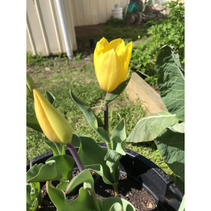 CEB7 TULPE GELB ENGEL BLUME ZWIEBEL 50PCS.