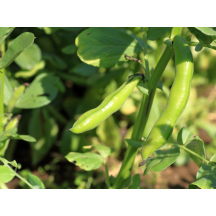 W1006 SEMENA WINDSORSKÝ BÍLÝ BOB STŘEDNĚ RANÝ VELMI PLODNÝ 50G