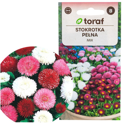 R2573 GÄNSEBLÜMCHEN-MIX SAATGUT 0,2G FARBE BLUMEN