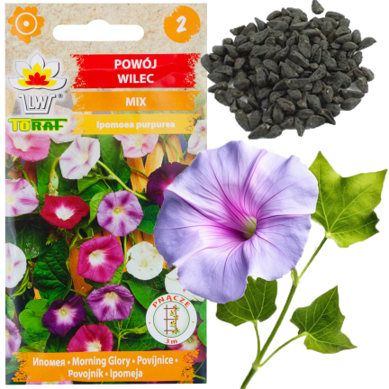 R2757 BAUMWOLLSCHWANZ GEMISCHT 3G BLUMEN SAMEN BAUMWOLLSCHWANZ BLUMEN