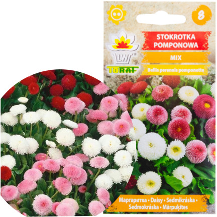 R3907 POM-POM GÄNSEBLÜMCHEN SAMENMISCHUNG 0,1G FARBE BLUMEN