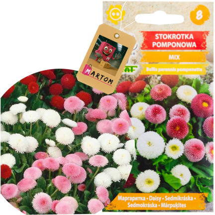 R3907 POM-POM GÄNSEBLÜMCHEN SAMENMISCHUNG 0,1G FARBE BLUMEN