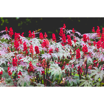 R2214 RĄCZNIK - KASZTANOWIEC JEDNOROCZNY TRAWNIK OGRÓD PIĘKNE KWIATOSTANY  Ricinus communis 8SZT.