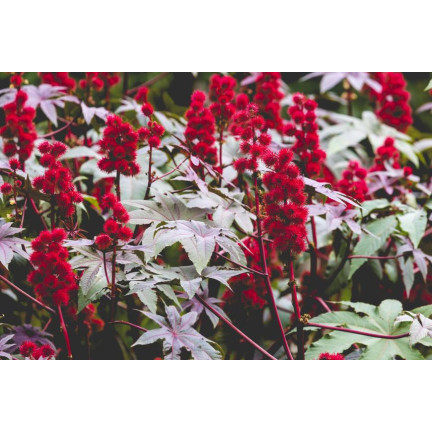 R2214 RĄCZNIK - KASZTANOWIEC JEDNOROCZNY TRAWNIK OGRÓD PIĘKNE KWIATOSTANY  Ricinus communis 8SZT.