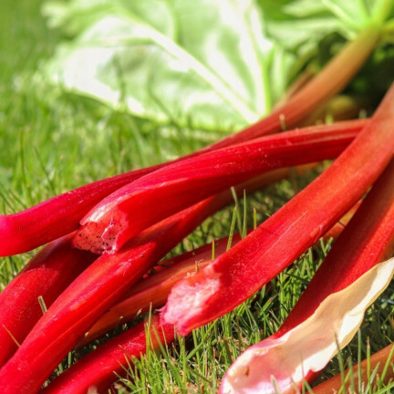 W1184 Rabarbar Victoria Plenny Zimujący Odporny smaczny zdrowy nasiona rabarbaru