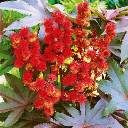 R2214 RĄCZNIK - KASZTANOWIEC JEDNOROCZNY TRAWNIK OGRÓD PIĘKNE KWIATOSTANY  Ricinus communis 8SZT.