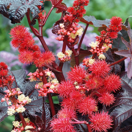 R2214 RĄCZNIK - KASZTANOWIEC JEDNOROCZNY TRAWNIK OGRÓD PIĘKNE KWIATOSTANY  Ricinus communis 8SZT.