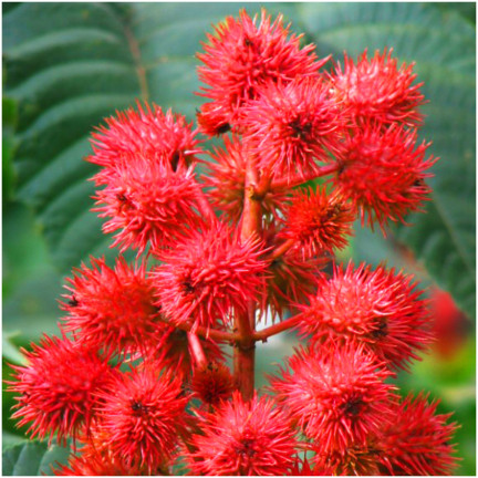 R2214 RĄCZNIK - KASZTANOWIEC JEDNOROCZNY TRAWNIK OGRÓD PIĘKNE KWIATOSTANY  Ricinus communis 8SZT.