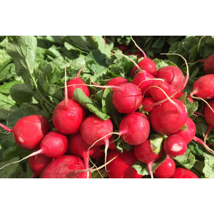 W1194 RADIESCHENSAMEN CARMEN ROT FRÜH MILD NICHT GESCHÄLT 10G