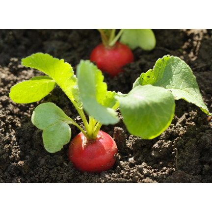 W1194 RADIESCHENSAMEN CARMEN ROT FRÜH MILD NICHT GESCHÄLT 10G
