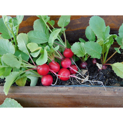W1194 RADIESCHENSAMEN CARMEN ROT FRÜH MILD NICHT GESCHÄLT 10G