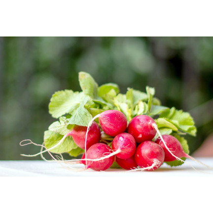 W1194 RADIESCHENSAMEN CARMEN ROT FRÜH MILD NICHT GESCHÄLT 10G
