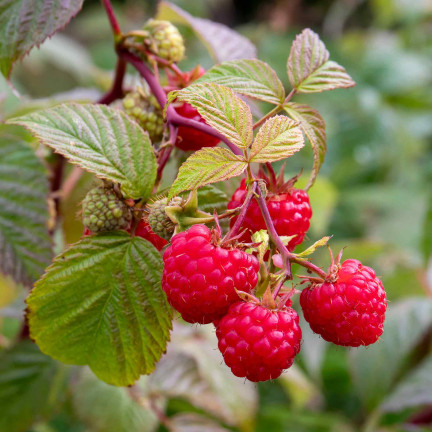 Organic fertilizer for strawberries and raspberries, natural, organic, granules, Biovita, 3 kg
