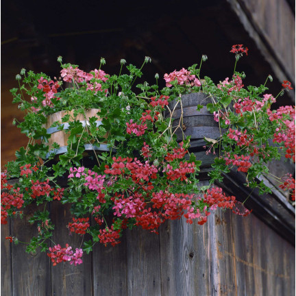 Hanging Geranium Speedy Mix, Pelargonium peltatum F2 hybrids, 10 seeds