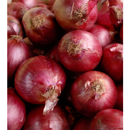 W1258 RED BARON RED CILIZON SEED für Salate 3G