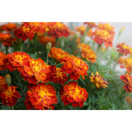 R2002 SAMTBOLERO SAMENARM SAMT HONIG-ORANGE 1G