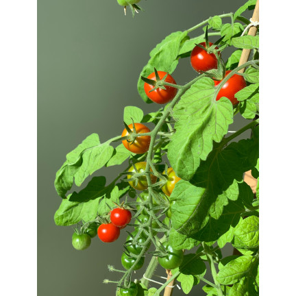 W5222 KIRSCHTOMATEN BAJAJA 0.3G TOMATENSAMEN KIRSCHTOMATEN FÜR DEN BALKON