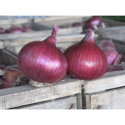 W1258 RED BARON RED CILIZON SEED für Salate 3G