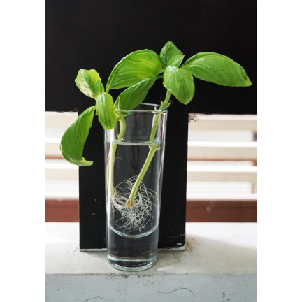 SUM28 SUMIN Multiroots Bewurzelungsmittel für Stecklinge und Zwiebeln von Zierpflanzen 100 ml