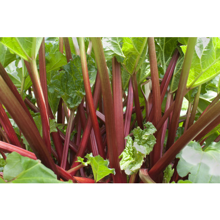 W1184 Rabarbar Victoria Plenny Zimujący Odporny smaczny zdrowy nasiona rabarbaru
