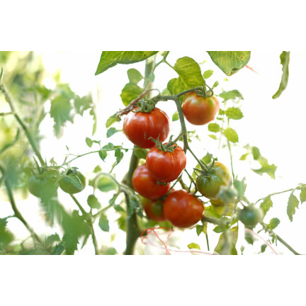 Organic fertilizer for tomatoes, BIO granules, natural, Biovita 3 kg
