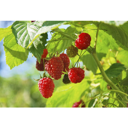 Organic fertilizer for strawberries and raspberries, natural, organic, granules, Biovita, 3 kg