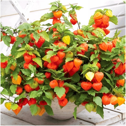 W1185 RODZYNEK BRAZYLIJSKI NASIONA Jagoda inkaska ozdobna jadalna owoce lecznicze