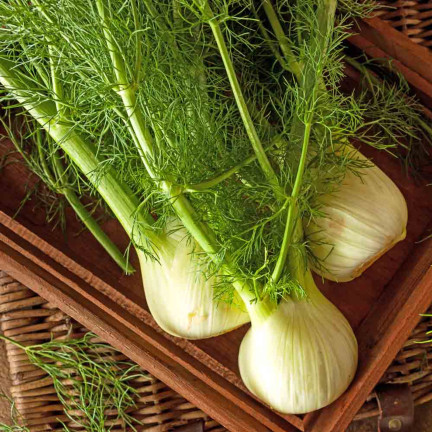 Z3013 FENCHELKRAUTSAMEN FENCHELGEWÜRZ VERDAUUNGSSYSTEM 1G
