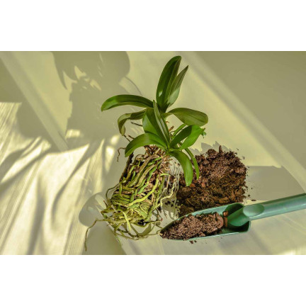 BIO8 NATÜRLICHES ORCHIDEENZUCHTMEDIUM 3L BIOVITA