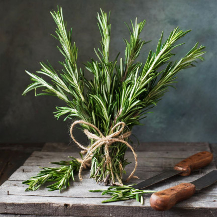 Z3028 ROZMARÝN AROMATICKÁ BYLINA SEMENA TRVALKA 0,1G