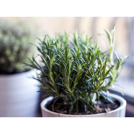 Z3028 ROZMARÝN AROMATICKÁ BYLINA SEMENA TRVALKA 0,1G