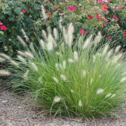 R2251 Pennisetum villosum (hairy pennisetum) – annual, feathery clumps, 12 plants