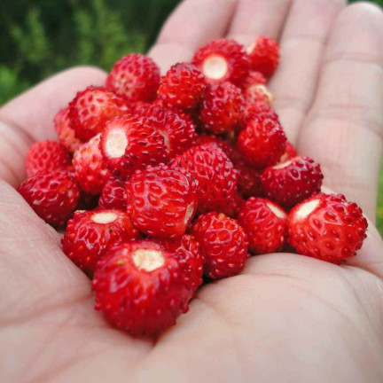 W1181 ERDBEERSAMEN RUGIA FRUCHTBAR SAFTIGE FRUCHT SÜSSESTE 0.2G