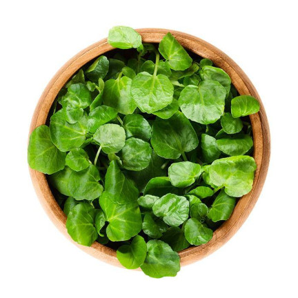 W1187 Rukiew wodna duzo witamin nasiona warzyw plenna odporna superfood