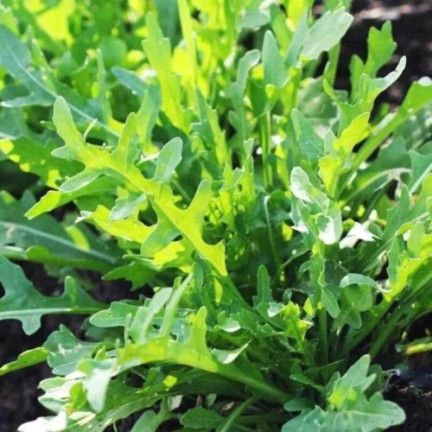 W1188 RUKOLA DZIKA WIELOLETNIA NASIONA SOCZYSTE PIKANTNE LIŚCIE SAŁATEK KANAPKĘ 1G