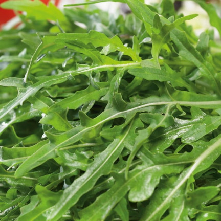 W1188 RUKOLA DZIKA WIELOLETNIA NASIONA SOCZYSTE PIKANTNE LIŚCIE SAŁATEK KANAPKĘ 1G