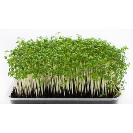 W1190 ŘEŘICHA CELOROČNÍ ZELENINA KLÍČKY 10G